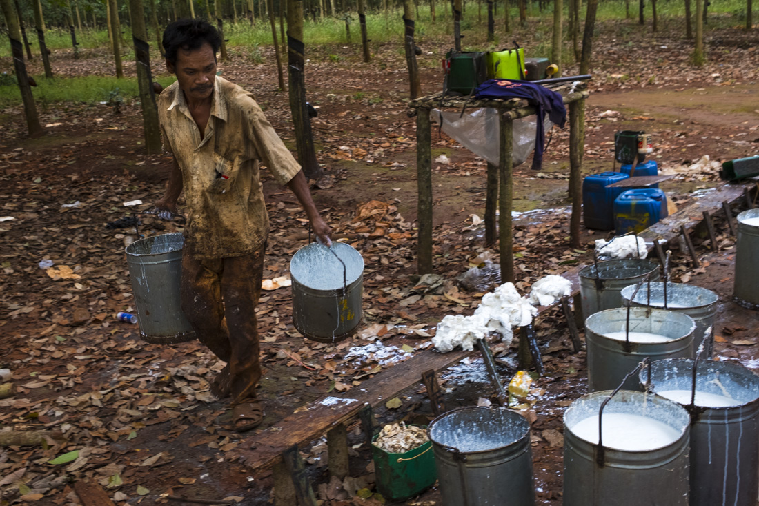raccolta del caucciù